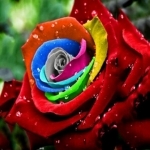 Havířova růže