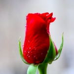 Červená ružička kvete zjara
