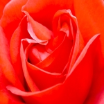 Červená ružičko